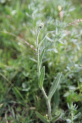 Pilosella procerigena