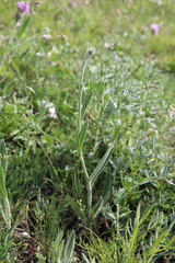 Pilosella procerigena