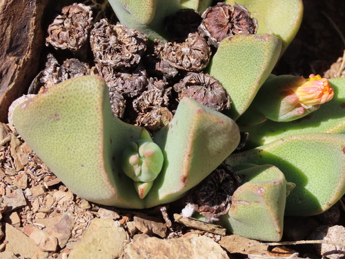 Punctillaria cana (Haw.) L.Bolus 3