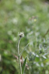 Pilosella procerigena