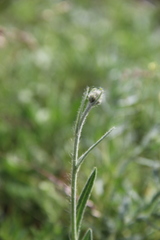 Pilosella procerigena