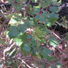 Berberis wilcoxii