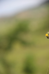 Pilosella procerigena