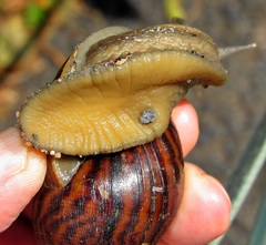 Cochlitoma granulata