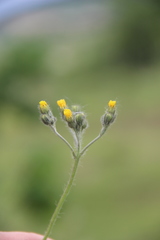Pilosella procerigena