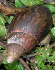 Cochlitoma granulata