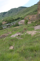 Pilosella procerigena