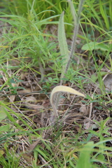 Pilosella procerigena