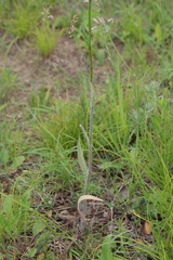 Pilosella procerigena