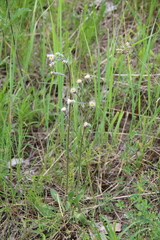 Pilosella procerigena