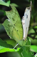 Protogoniomorpha parhassus