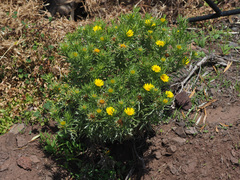 Asteriscus graveolens stenophyllus