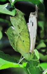 Protogoniomorpha parhassus