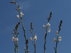 Asphodelus tenuifolius