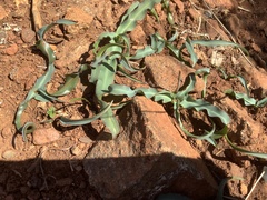 Chlorogalum grandiflorum