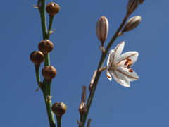 Asphodelus tenuifolius