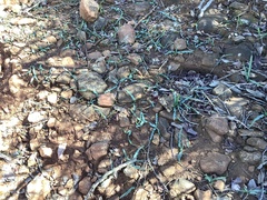 Chlorogalum grandiflorum