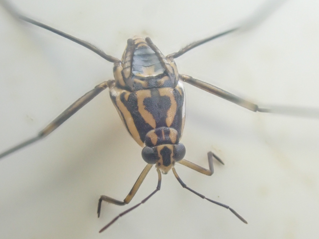 Trepobates becki