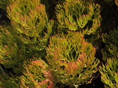 Serruria glomerata × villosa