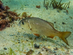 Sparodon durbanensis