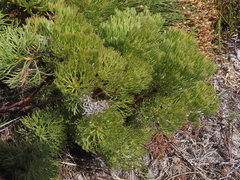 Serruria glomerata × villosa