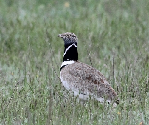 Little Bustard
