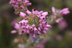Erica nudiflora