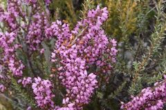 Erica nudiflora