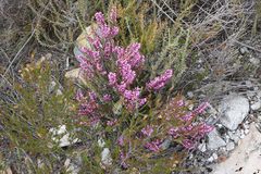 Erica nudiflora