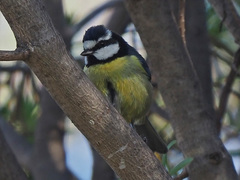 Cyanistes teneriffae hedwigae