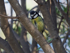 Cyanistes teneriffae hedwigae