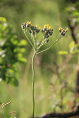 Pilosella procerigena