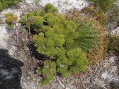Serruria glomerata × villosa