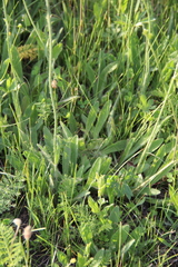 Pilosella procerigena