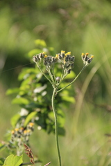 Pilosella procerigena