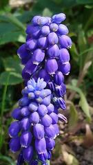 Muscari neglectum