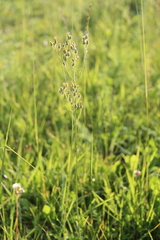 Pilosella procerigena