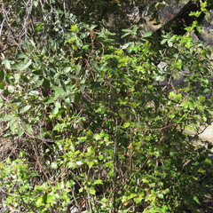 Berberis wilcoxii