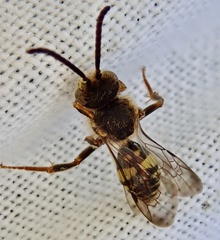Nomada zonata