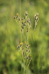 Pilosella procerigena