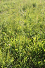 Pilosella procerigena