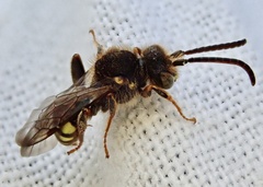 Nomada zonata