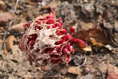 Haemanthus