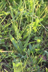 Pilosella procerigena