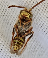 Nomada zonata