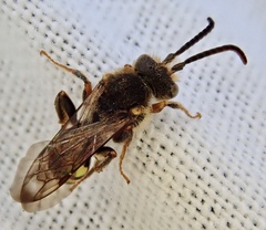Nomada zonata