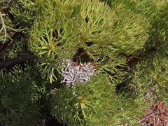 Serruria glomerata × villosa