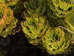 Serruria glomerata × villosa