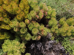 Serruria glomerata × villosa