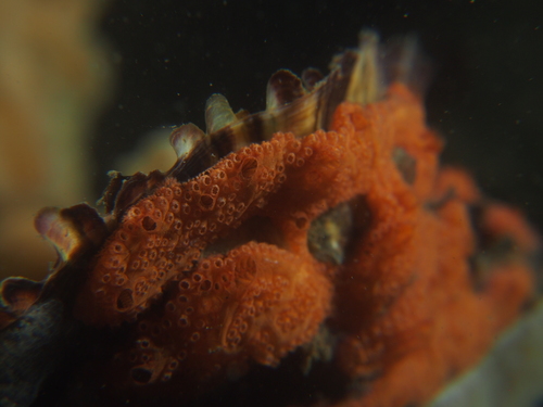 Chain Tunicate, Zeeuwse meren, 158_13_400, NL, photo 9 of 10